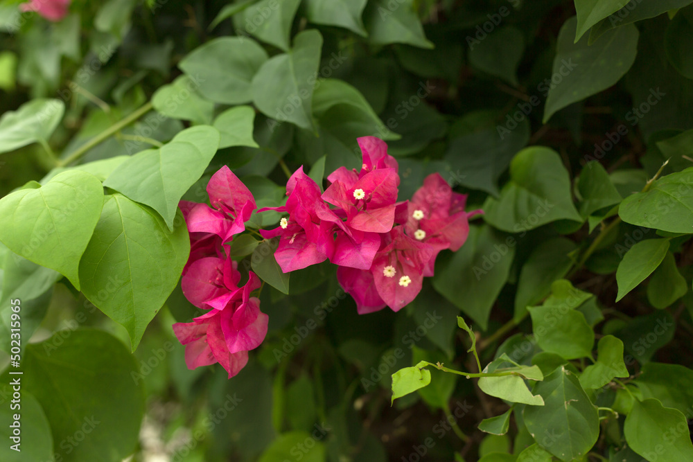 Blooming bougainvillea background. Vivid pink flowers. Blooming bougainvillea background. Vivid pink flowers.