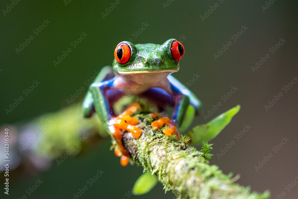 Naklejka premium Red-eyed Tree Frog, Agalychnis callidryas, sitting on the green leave in tropical forest in Costa Rica.