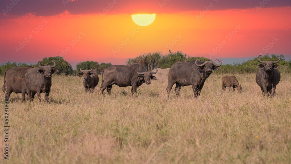 A Big old Cape Buffalo Dagga Bull ( Syncerus caffer) on a open grass plain
