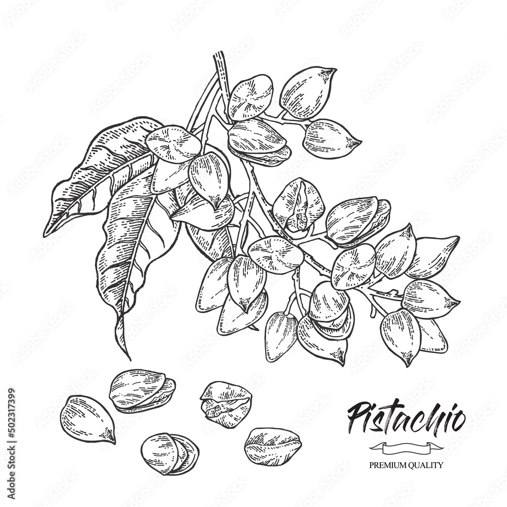 Pistachio plant. Hand drawn pistachio tree branch with leaves and nuts