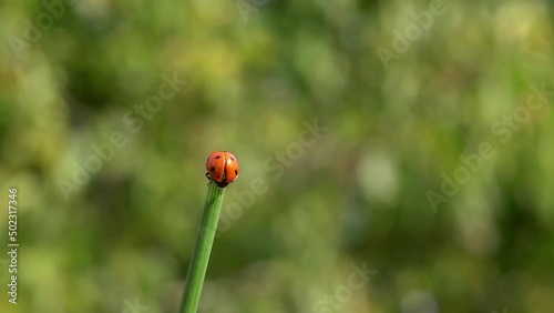 ladybird taking off from a grass stalk, slow motion