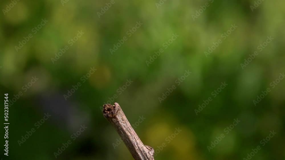 ladybird taking off from the end of a twig, slow motion 2 ladybird taking off from the end of a twig, slow motion 2