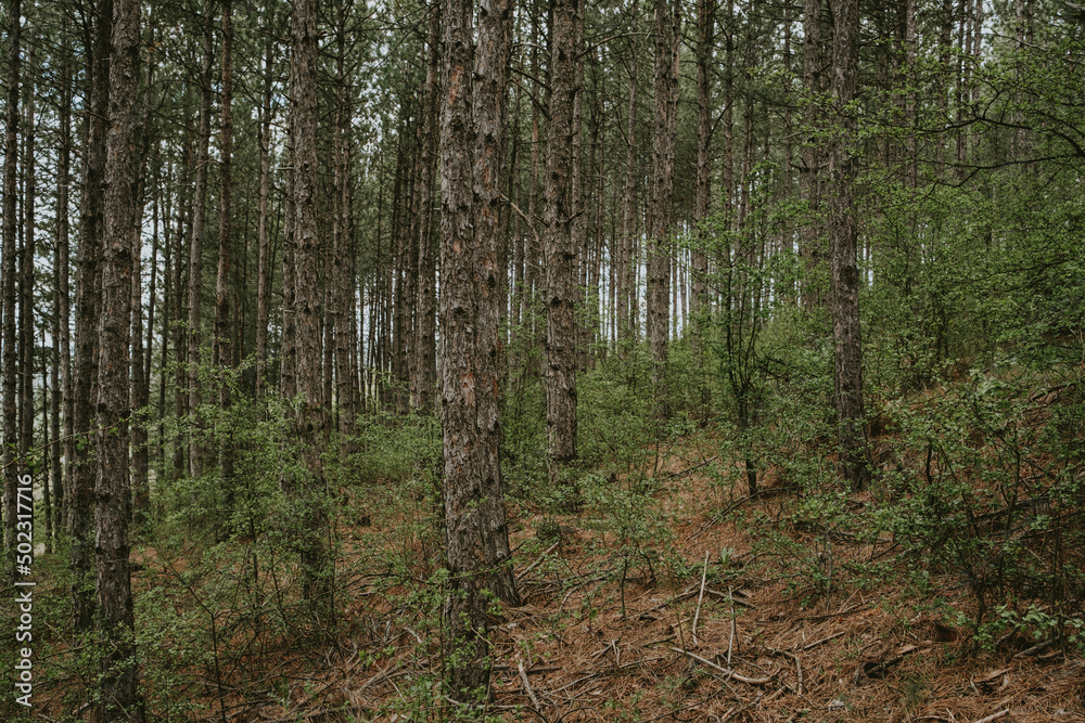 Naklejka premium trees in the woods