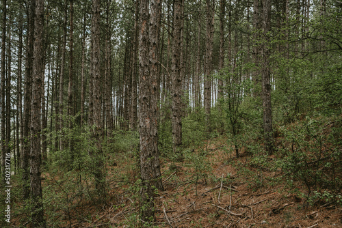 Fototapeta Naklejka Na Ścianę i Meble -  trees in the woods