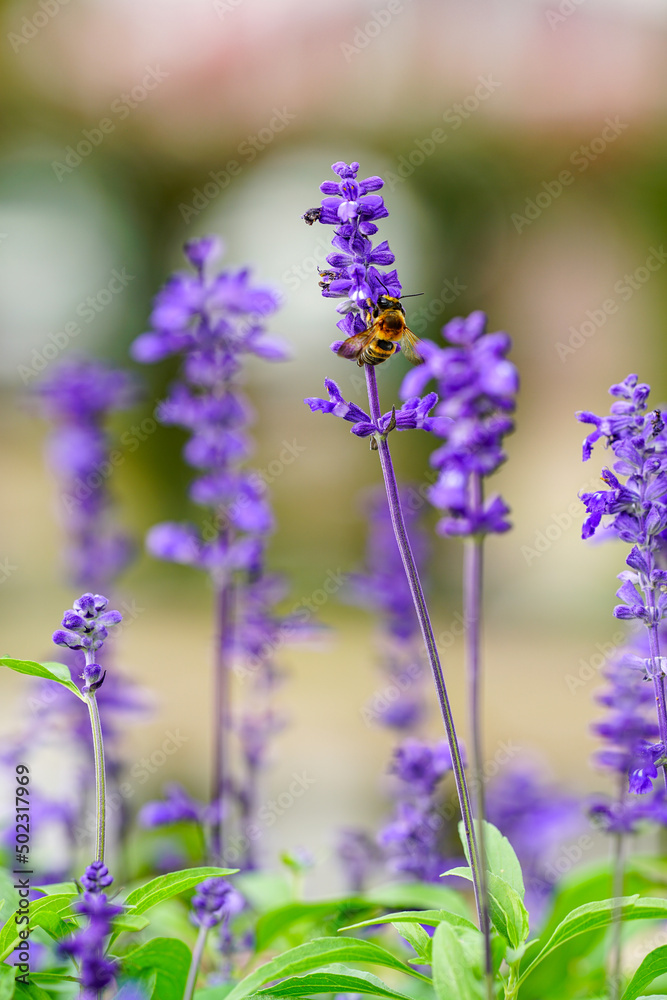 Naklejka premium コモンセージとオオハキリバチ