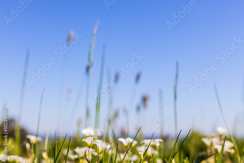 Meadow saxifrage on a meadow and a clear blue sky