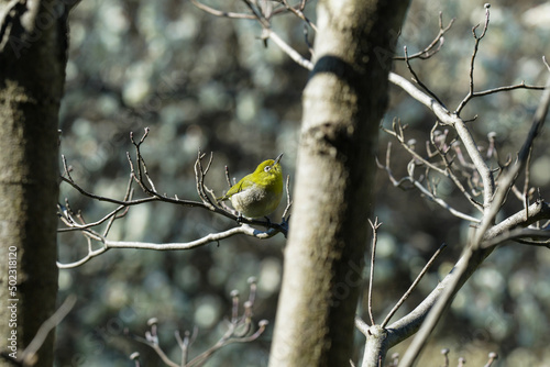 Wallpaper Mural 春のメジロ Torontodigital.ca