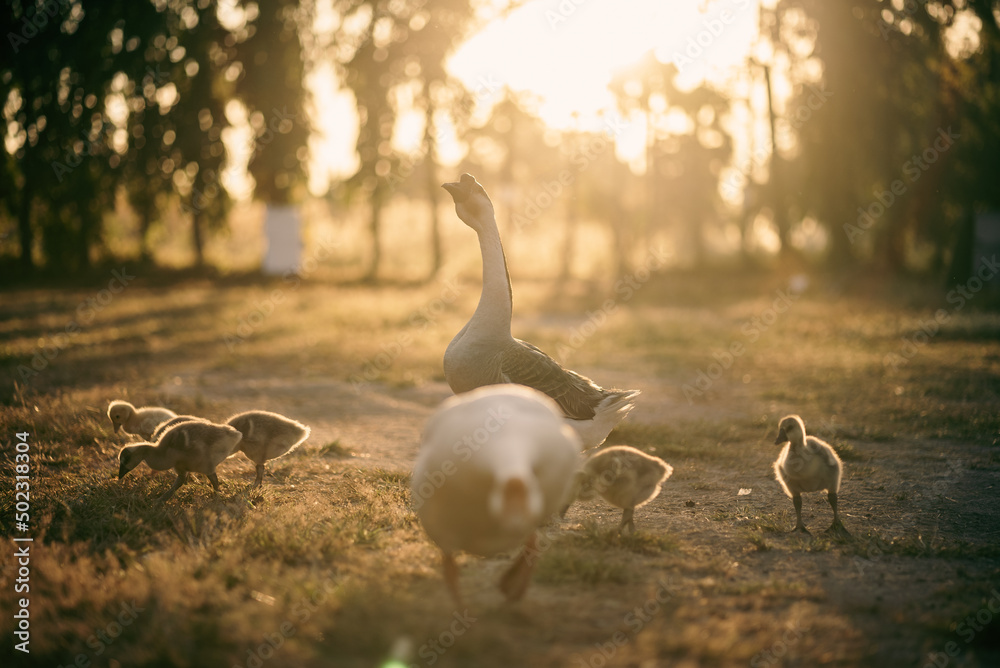 animal farm concept, flock of goose living in nature field of bird farming outdoor, white duck and flock of geese in agricultural concept