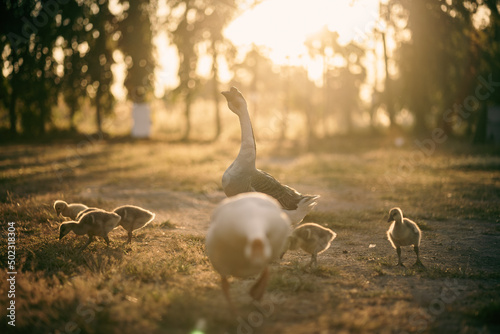 Fotografia, Obraz animal farm concept, flock of goose living in nature field of bird farming outdo