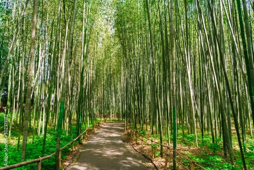 Fototapeta Naklejka Na Ścianę i Meble -  bamboo forest path