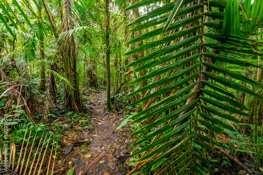 Fototapeta premium Ecuador Rainforest. Green nature hiking trail path in tropical jungle. Mindo Valley - Nambillo Cloud Forest, Ecuador, Andes. South America.