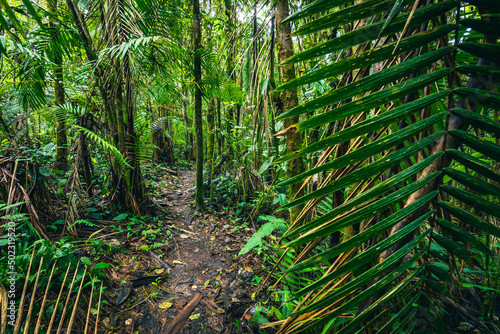 Ecuador Rainforest. Green nature hiking trail path in tropical jungle. Mindo Valley - Nambillo Cloud Forest, Ecuador, Andes. South America.