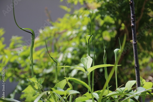 カラスビシャク