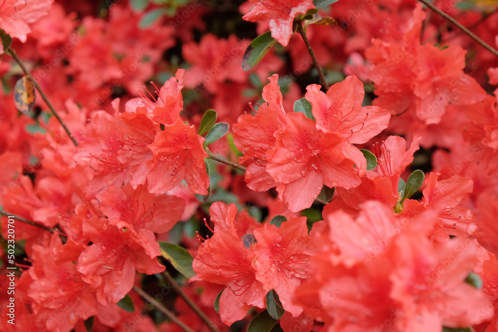 Pink Rhododendron 'Orange Beauty' in flower