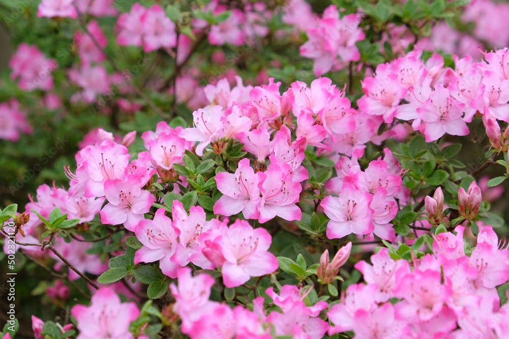 Pink Rhododendron 'komo-kulshan' in flower Pink Rhododendron 'komo-kulshan' in flower