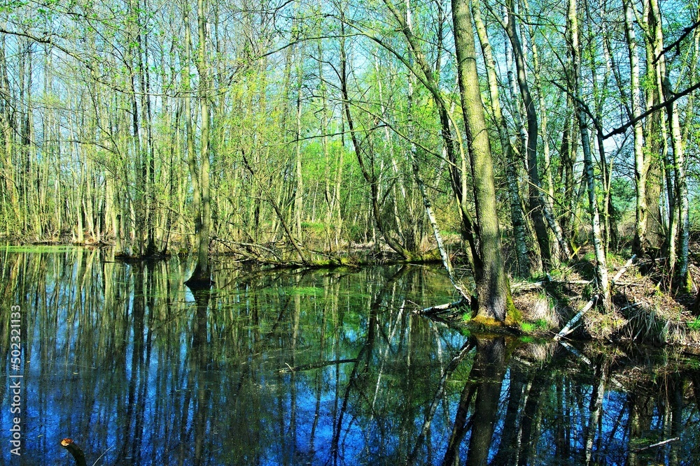 Czech Republic-view of the nature reserve-wetland Czech Republic-view of the nature reserve-wetland
