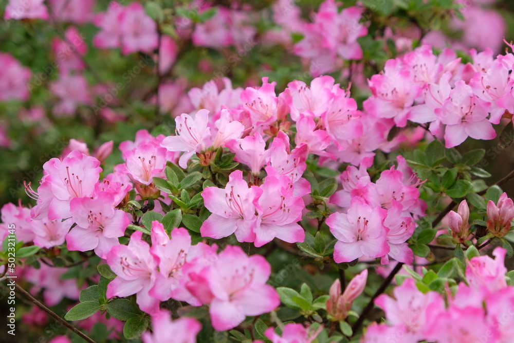 Pink Rhododendron 'komo-kulshan' in flower