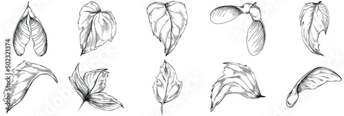 Acer negundo sketch drawing illustration. Maple nature engraved style illustration. Detailed plants product. The best for design logo, menu, label, icon, stamp.