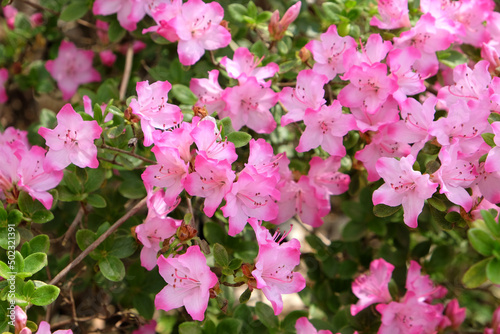 Pink Rhododendron 'komo-kulshan' in flower