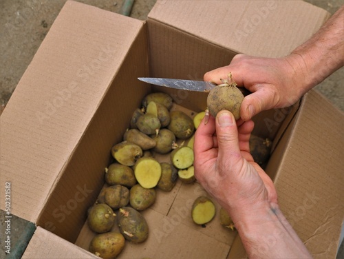 hand cutting seed potatoes over a cardboard box for planting in the garden, hands with a knife cut into pieces potatoes with roots intended for sowing in a private farm photo