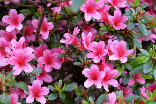 Pink Rhododendron 'Silvester' in flower