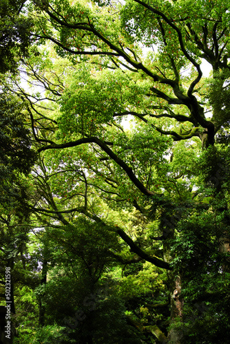 緑が鮮やかな楠木