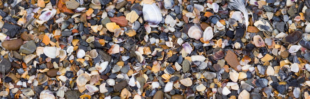 Seashell-pebble beach - background image.