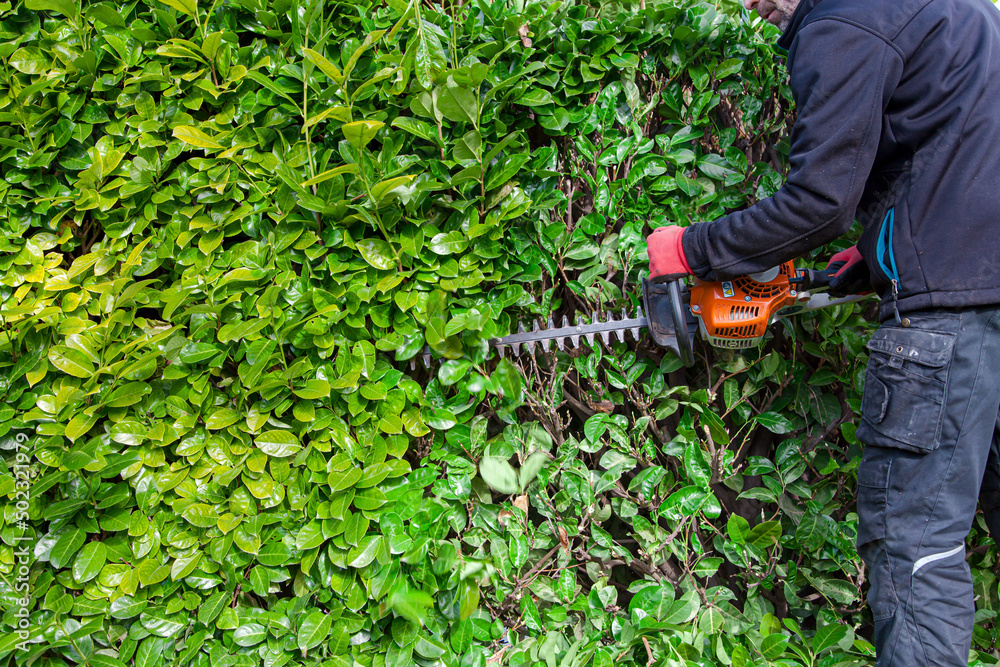 Obraz premium Man with Garden gasoline scissors, trimming green Prunus Laurocerasus bush, Rosaceae - Rosales hedge. Working in the garden in early spring. A man trimming a tall hedge with a motorized hedge trimmer.