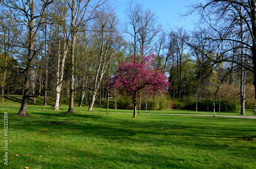 Deep pink flowers with a hint of purple appear in April and cover the entire tree every year. Before flowering,  leaf buds begin to sprout and before the withered flowers fall, into the dark burgundy photo