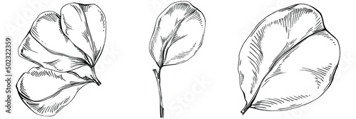 Carob sketch drawing illustration. Carob tree nature engraved style illustration. Detailed plants product. The best for design logo, menu, label, icon, stamp.