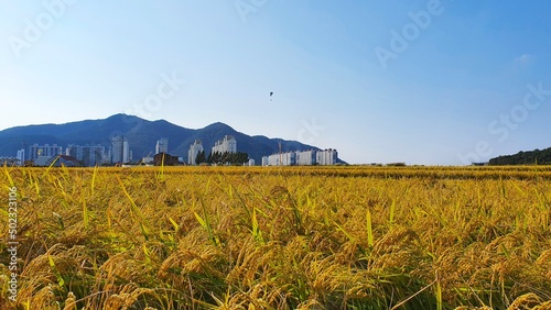rice farming at rural