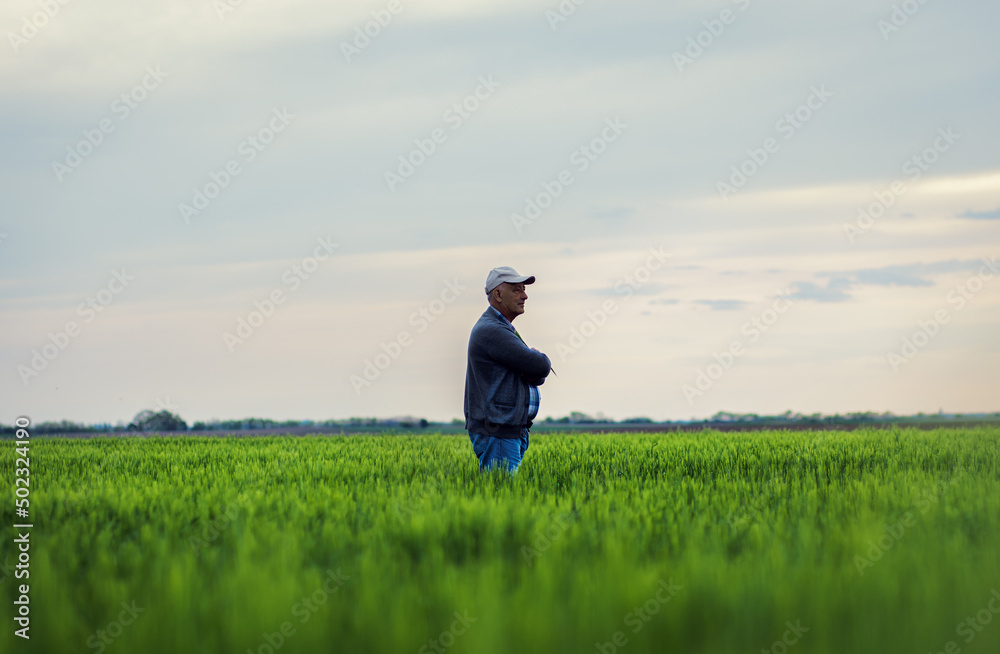 Senior farmer standing in barley field examining crop. Senior farmer standing in barley field examining crop.