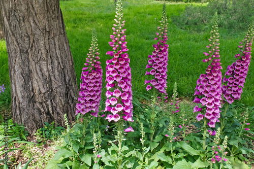 Lupinus micranthus Guss photo