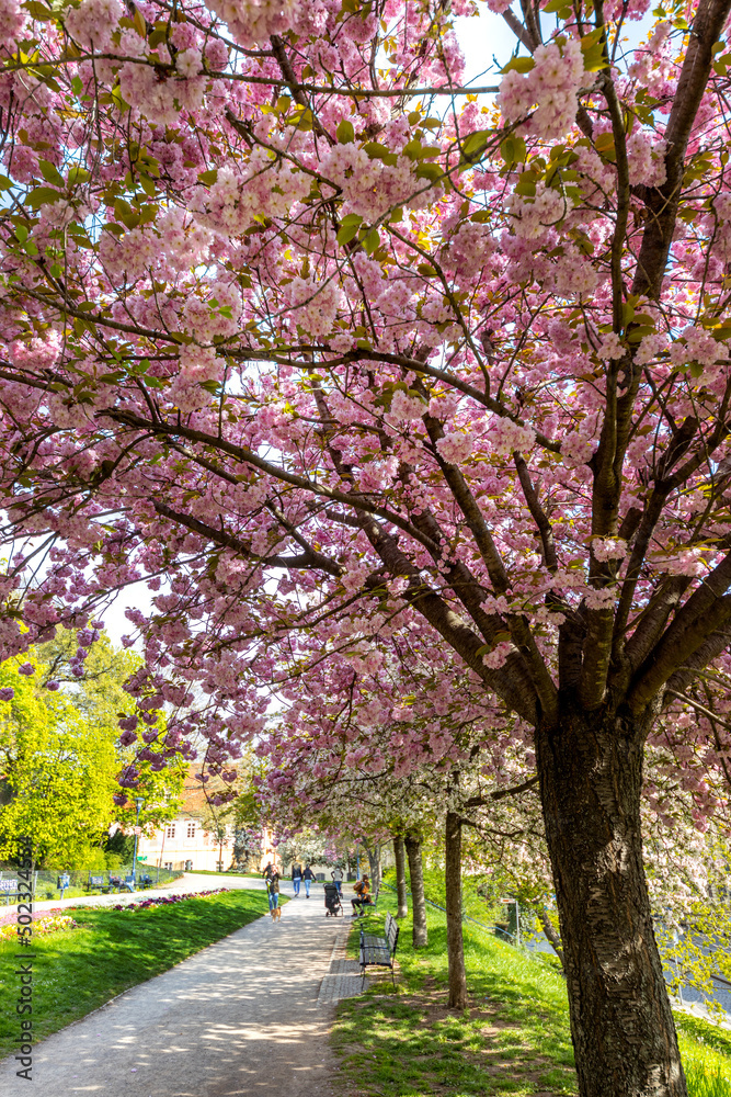 blooming spring park in Ujezd district, Lesser town, Prague Czech republic