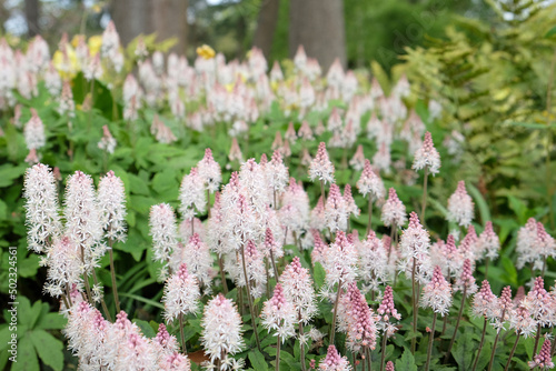 White heartleaf foamflower in bloom. photo