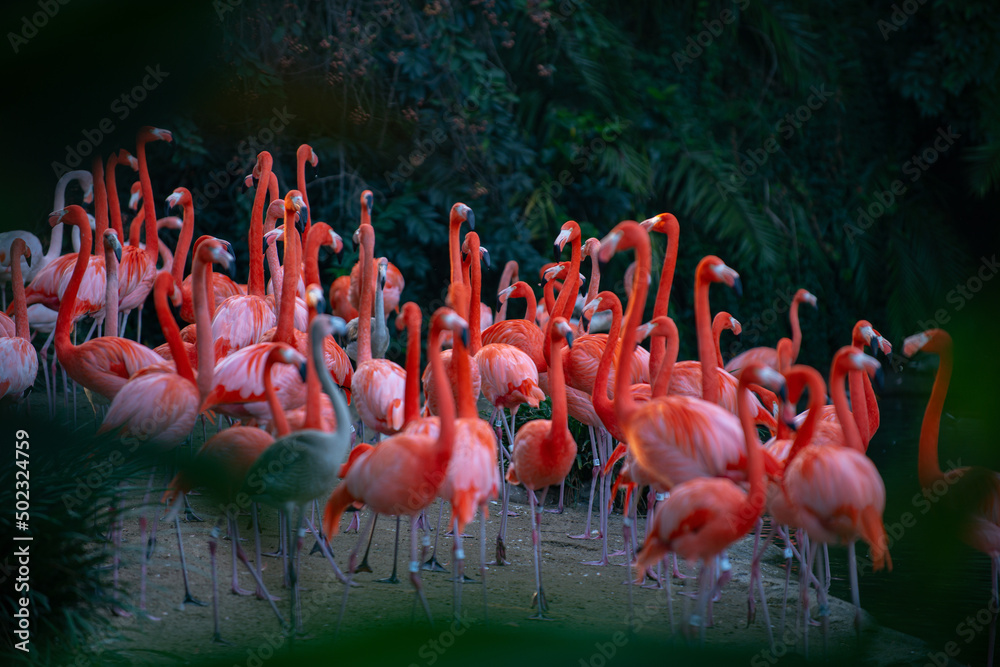 Obraz premium Beautiful flamingos walking in the water with green grasses background. American Flamingo walking in a pond.