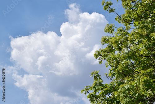 Clouds in the sky and green tree