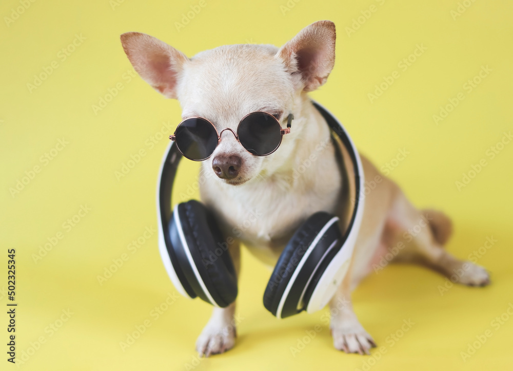 brown chihuahua dog wearing sunglasses and headphones around neck, sitting  on yellow background.  Summertime  traveling concept.