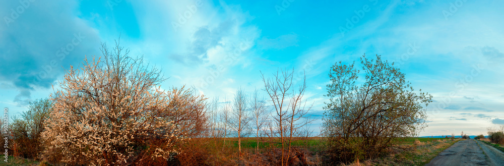 Fototapeta premium Panorama of flowering tree in spring on a background of blue sky