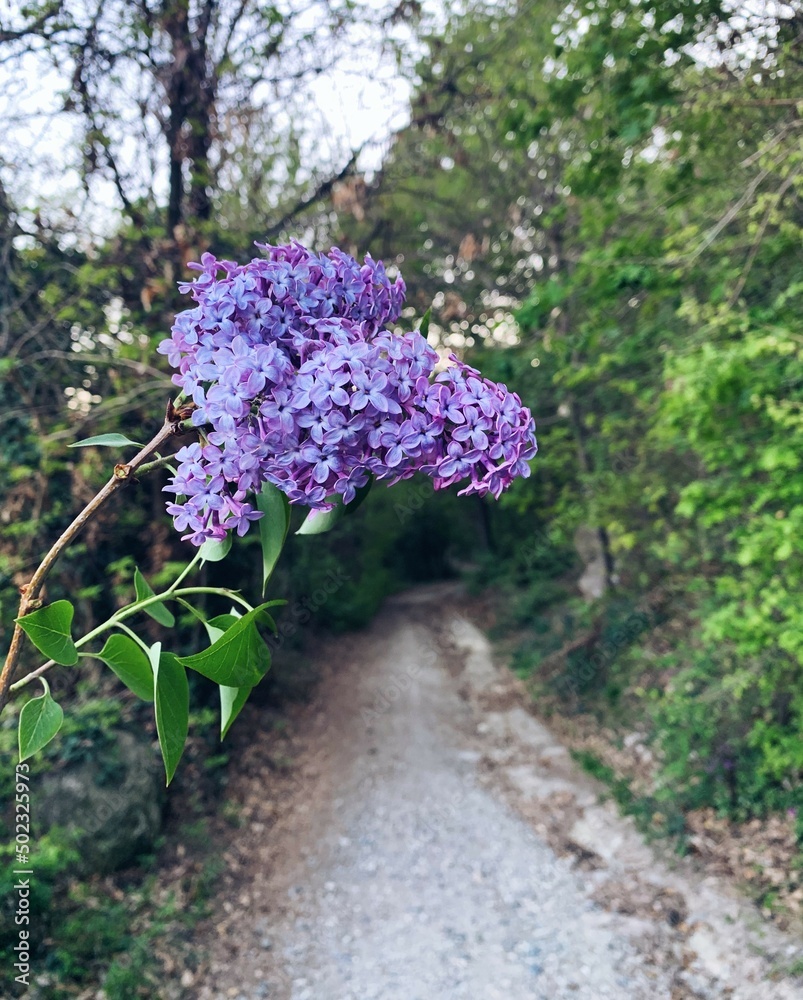 Obraz premium Beautiful fresh purple lilac flowers in full bloom in the garden against green leaves natural background, close up, selective focus.