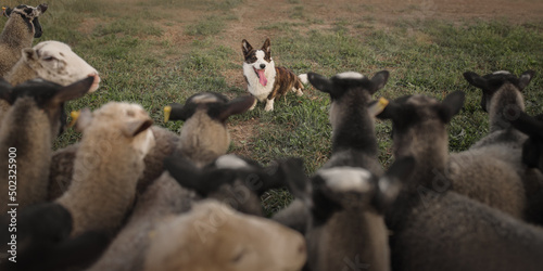 Cardigan welsh corgi dog gathers the sheep together