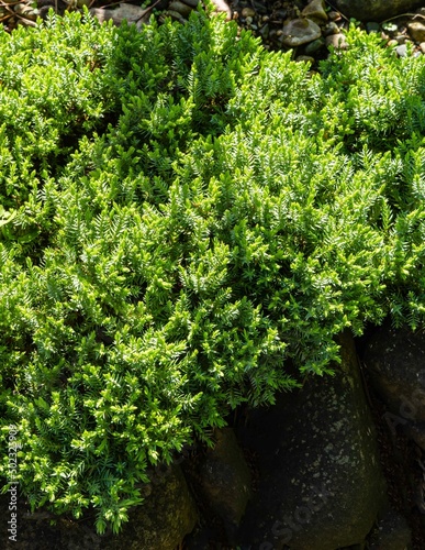 Obraz na plátne Original creeping Juniperus Procumbens Nana against background of stones on shore of pond