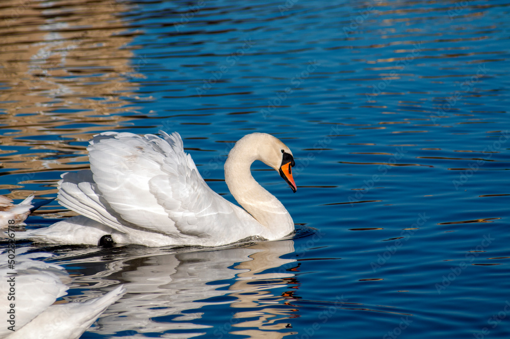 Naklejka premium A white majestic swan floats in front of a wave of water. Young swan in the middle of the water. Drops on a wet head.