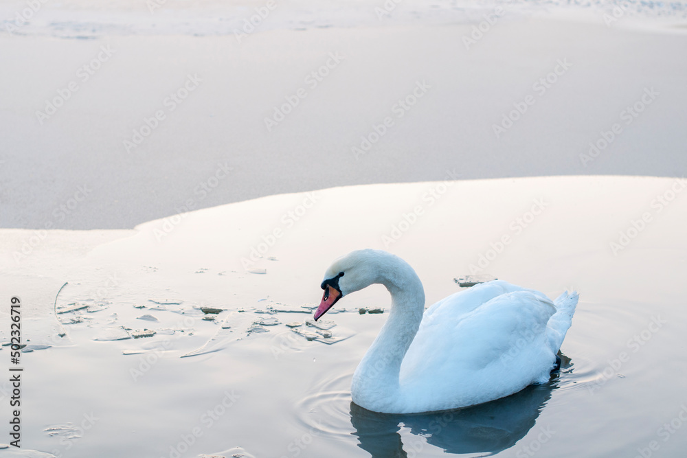 Fototapeta premium A white majestic swan floats in front of a wave of water. Young swan in the middle of the water. Drops on a wet head.