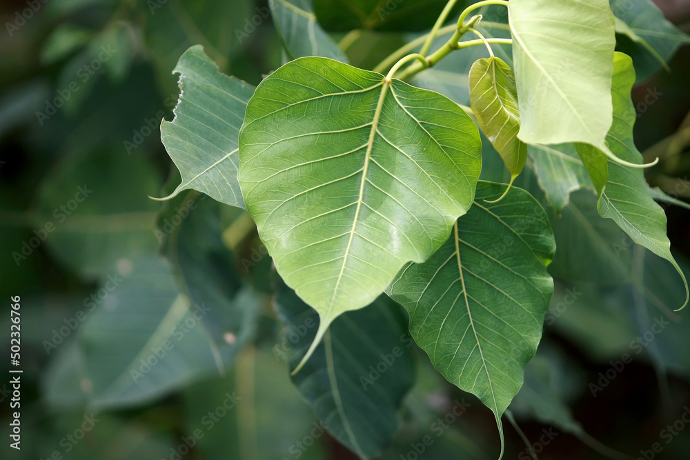 Obraz premium Leaves Tropical forest trees texture background wallpaper