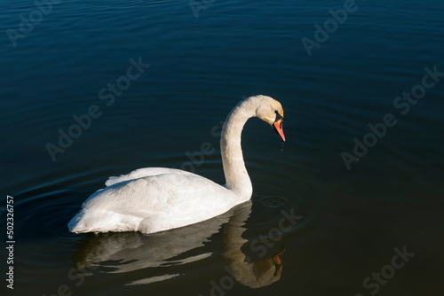 Fototapeta Naklejka Na Ścianę i Meble -  A white majestic swan floats in front of a wave of water. Young swan in the middle of the water. Drops on a wet head.
