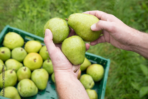 Hands of a farmer holding fresh ripe green pears. Tray full with pears in background. High quality photo