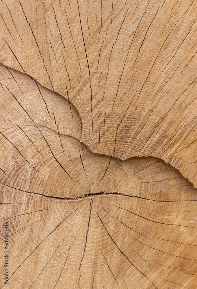Fototapeta premium Cut down the tree. Wooden background. Nature.