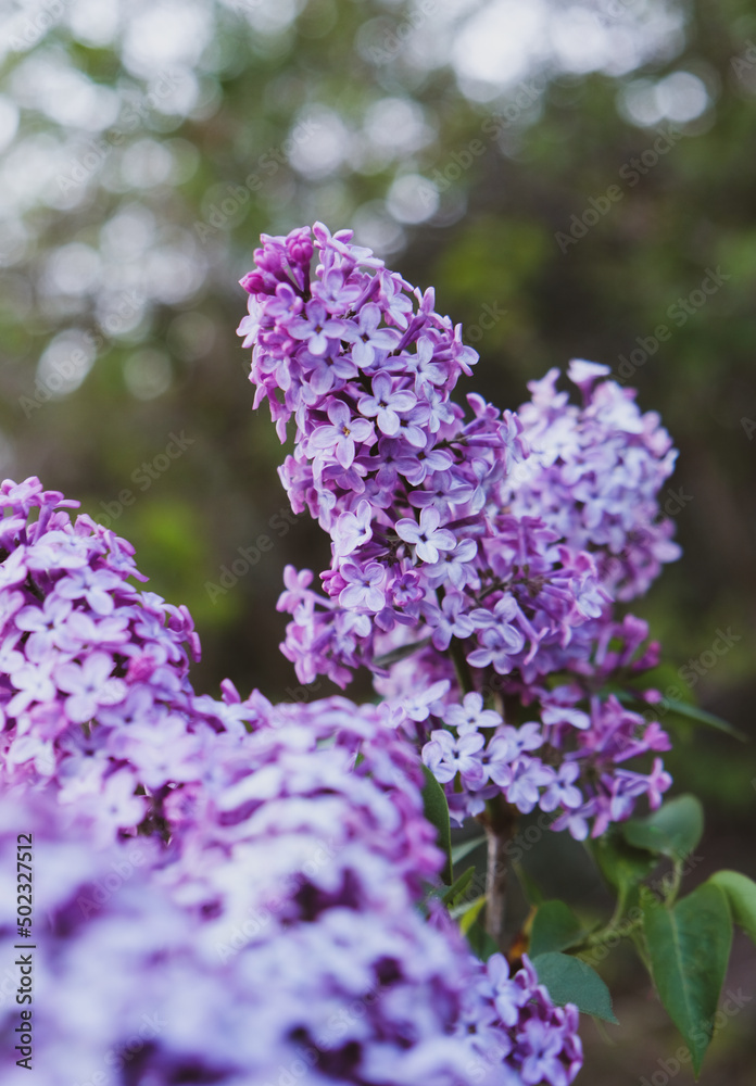 Obraz premium Beautiful fresh purple lilac flowers in full bloom in the garden against green natural background, close up, selective focus. Blooming syringa vulgaris, floral spring backdrop.