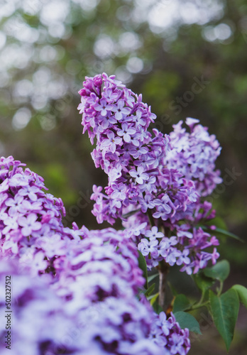 Fototapeta Naklejka Na Ścianę i Meble -  Beautiful fresh purple lilac flowers in full bloom in the garden against green natural background, close up, selective focus. Blooming syringa vulgaris, floral spring backdrop.